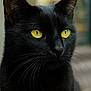 black_cat, cat, close_up, yellow_eyes, whiskers, animal, pet, feline, portrait, outdoor, fur, ears, face, alert, curious, mammal, sharp_focus, domestic_cat, beautiful, nature