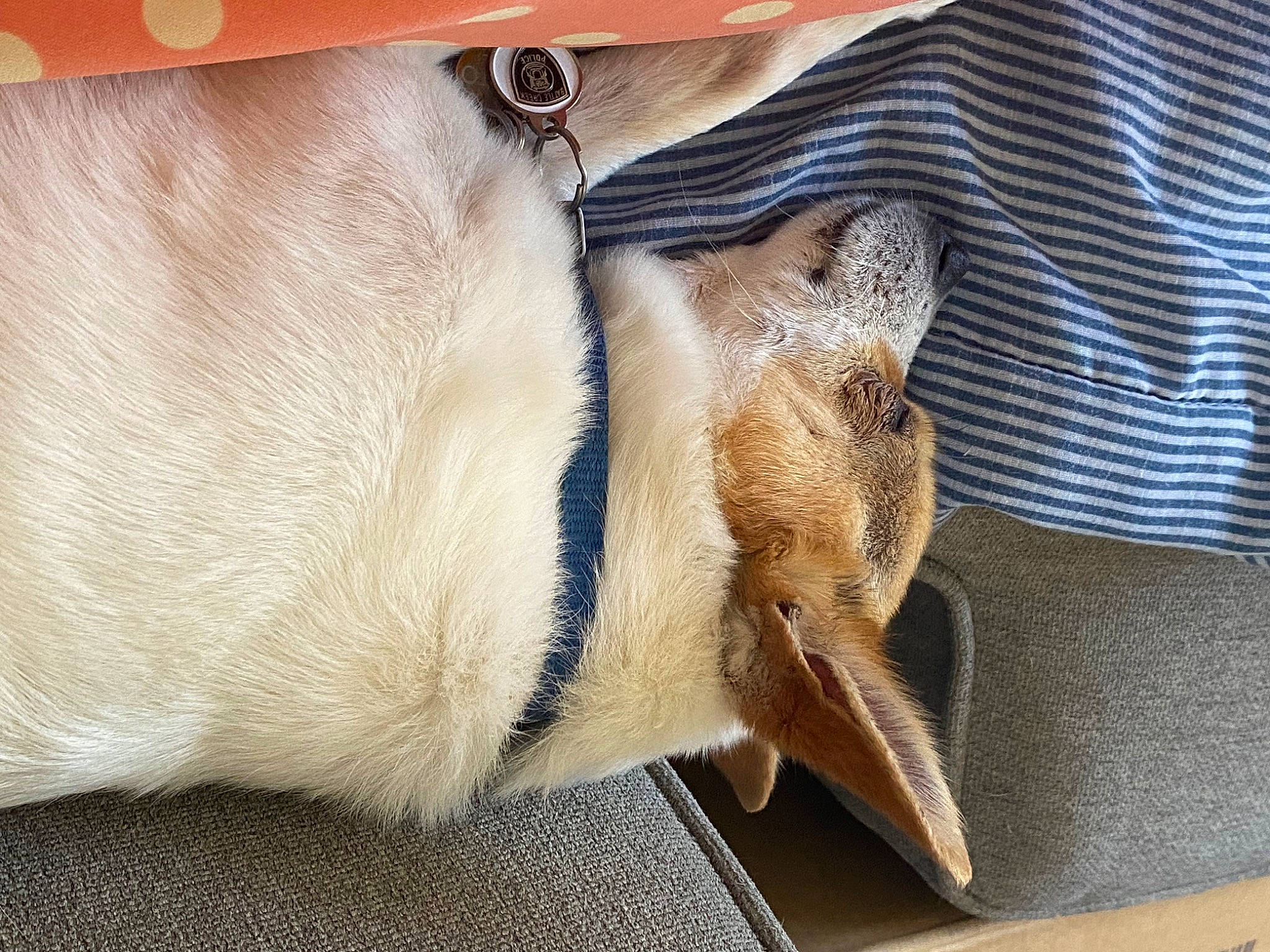 Taquito joined the competition — help win amazing prizes! bat, canidae, carnivore, comfort, companion_dog, dog, dog_breed, fawn, felidae, foot, fur, human_leg, linens, small_to_medium_sized_cats, snout, sporting_group, terrestrial_animal, whiskers, window, wood