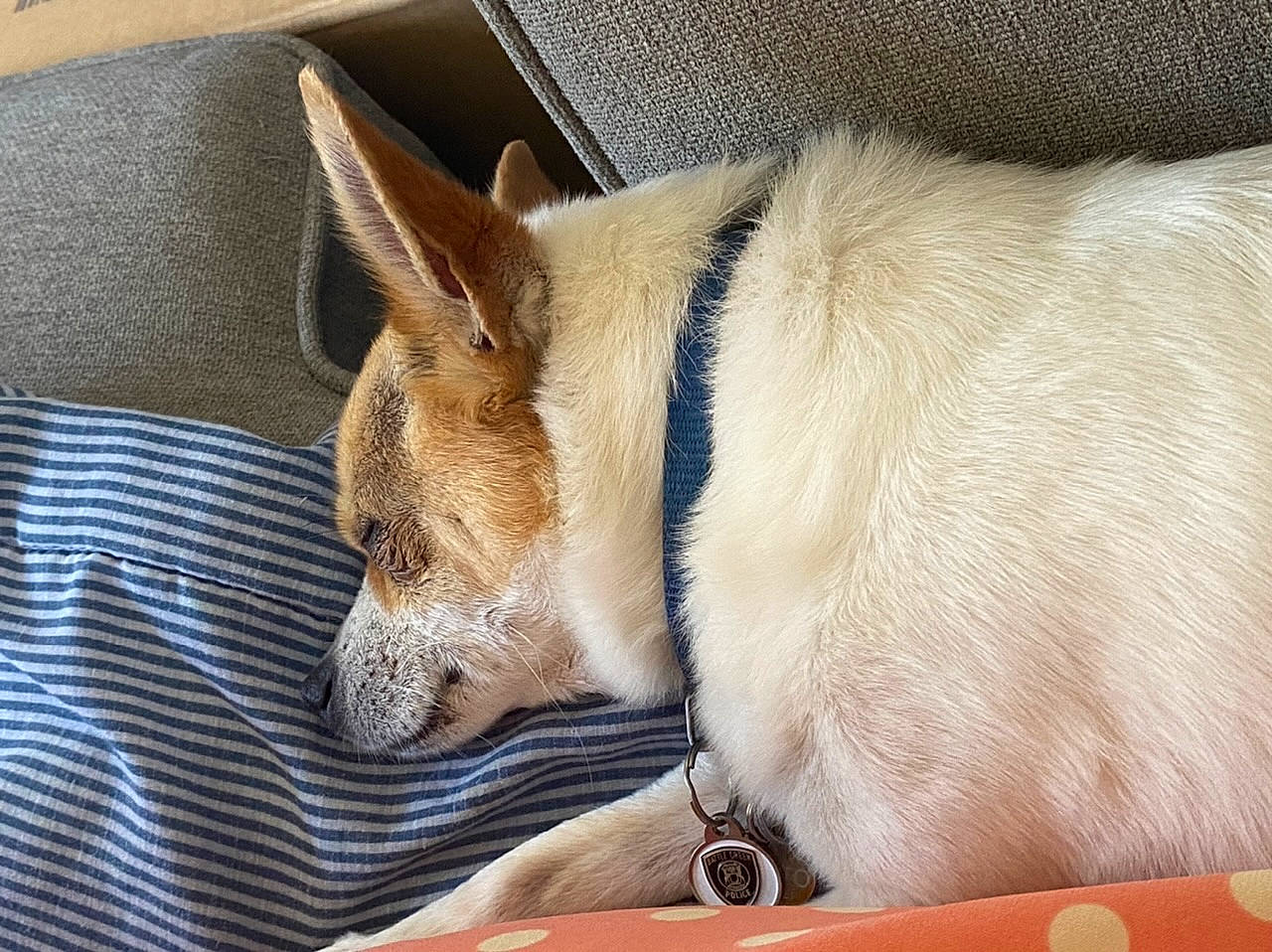 Taquito is registered to the contest to win money with this photo: canidae, cardigan_welsh_corgi, carnivore, collar, comfort, companion_dog, dog, dog_breed, fawn, fur, linens, nap, small_to_medium_sized_cats, sporting_group, tableware, tail, terrestrial_animal, welsh_corgi, whiskers, working_animal