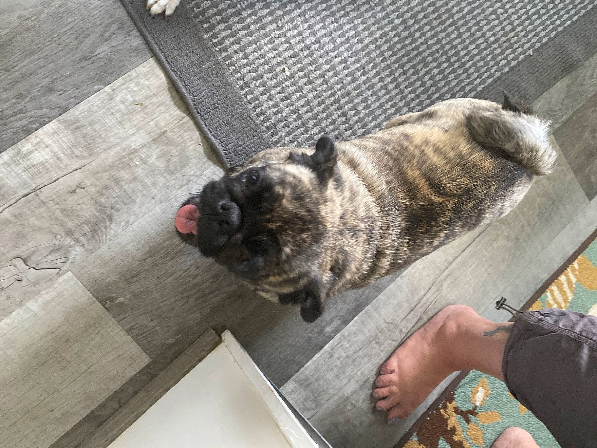 Parsnip joined the competition — help win amazing prizes! canidae, carnivore, claw, collar, comfort, companion_dog, dog, dog_breed, fawn, felidae, flooring, fur, grey, paw, pug, tail, toy_dog, whiskers, wood, wrinkle