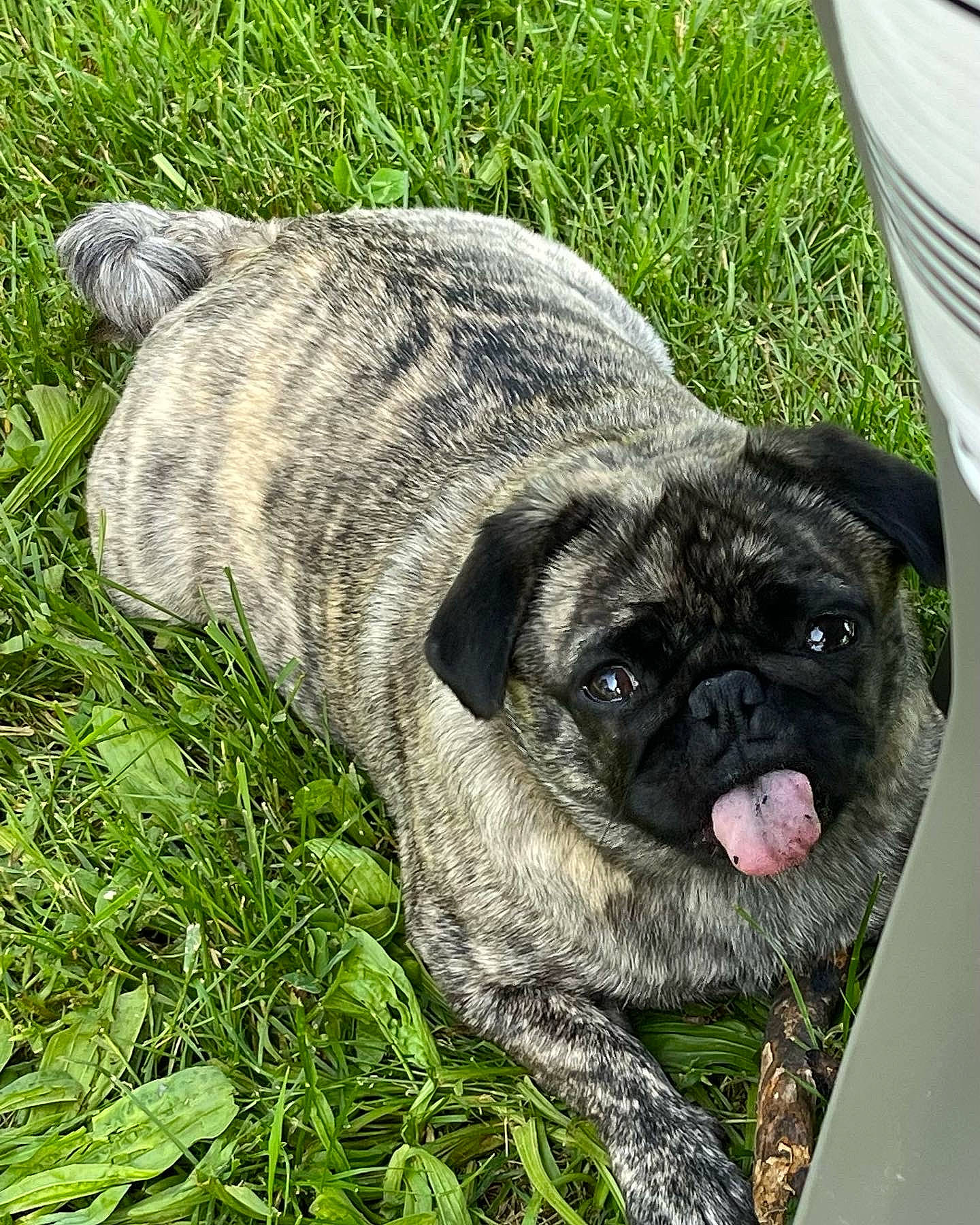 Parsnip is registered to the contest to win money with this photo: canidae, carnivore, companion_dog, dog, dog_breed, dog_collar, fawn, fur, grass, groundcover, liver, plant, pug, snout, sporting_group, terrestrial_animal, toy_dog, whiskers, working_animal, wrinkle