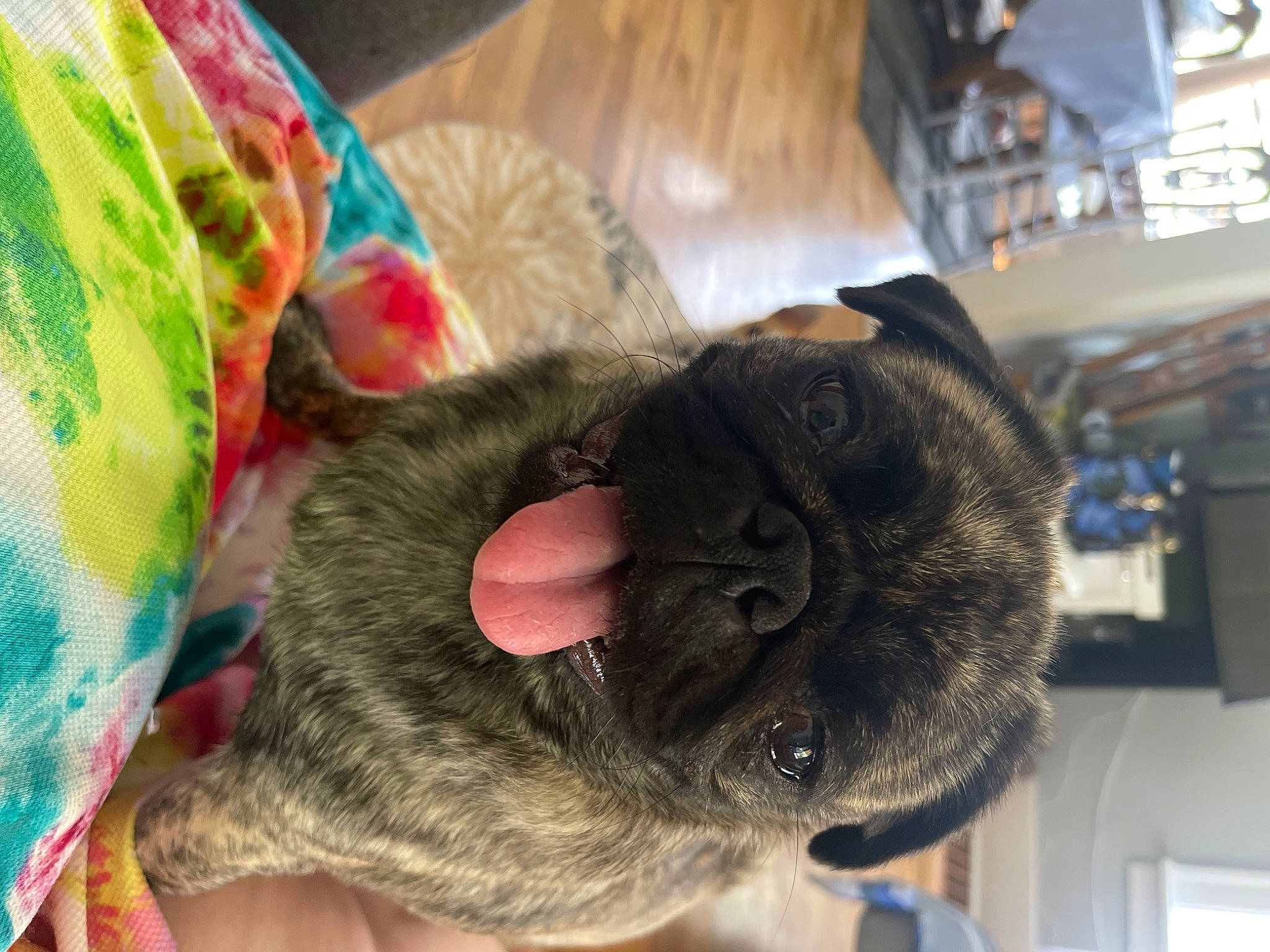 Parsnip is registered to the contest to win money with this photo: canidae, carnivore, cat, claw, comfort, dog_breed, domestic_short_haired_cat, ear, fawn, felidae, fur, nap, paw, small_to_medium_sized_cats, snout, sporting_group, tail, whiskers, wool