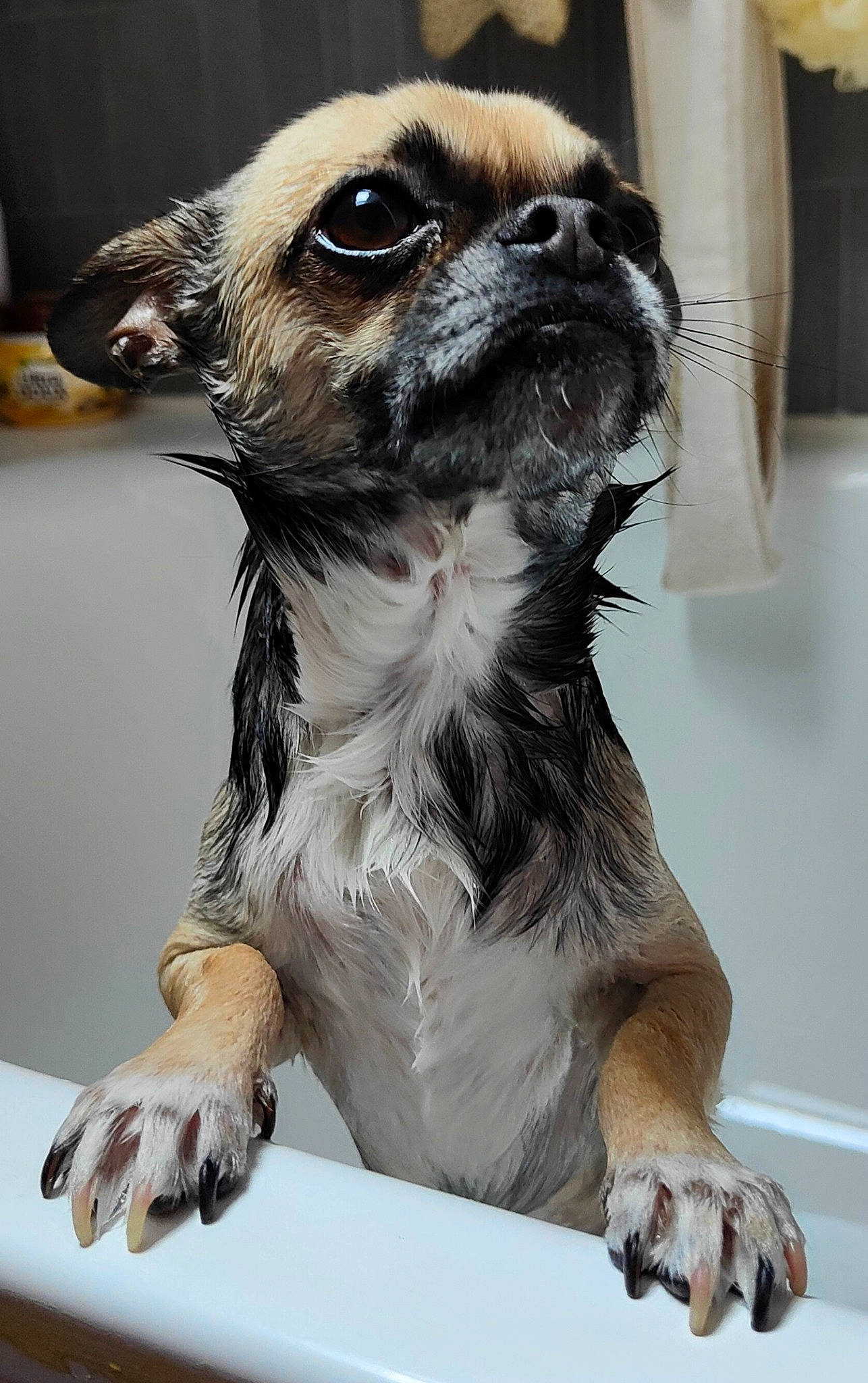 Chihuahua Pepsi participe au concours pour gagner de l'argent avec cette photo : canidae, carnivore, chihuahua, collar, companion_dog, dog, dog_breed, dog_collar, dog_supply, fawn, fur, pet_supply, puppy, small_terrier, snout, sporting_group, terrestrial_animal, toy_dog, whiskers, working_animal