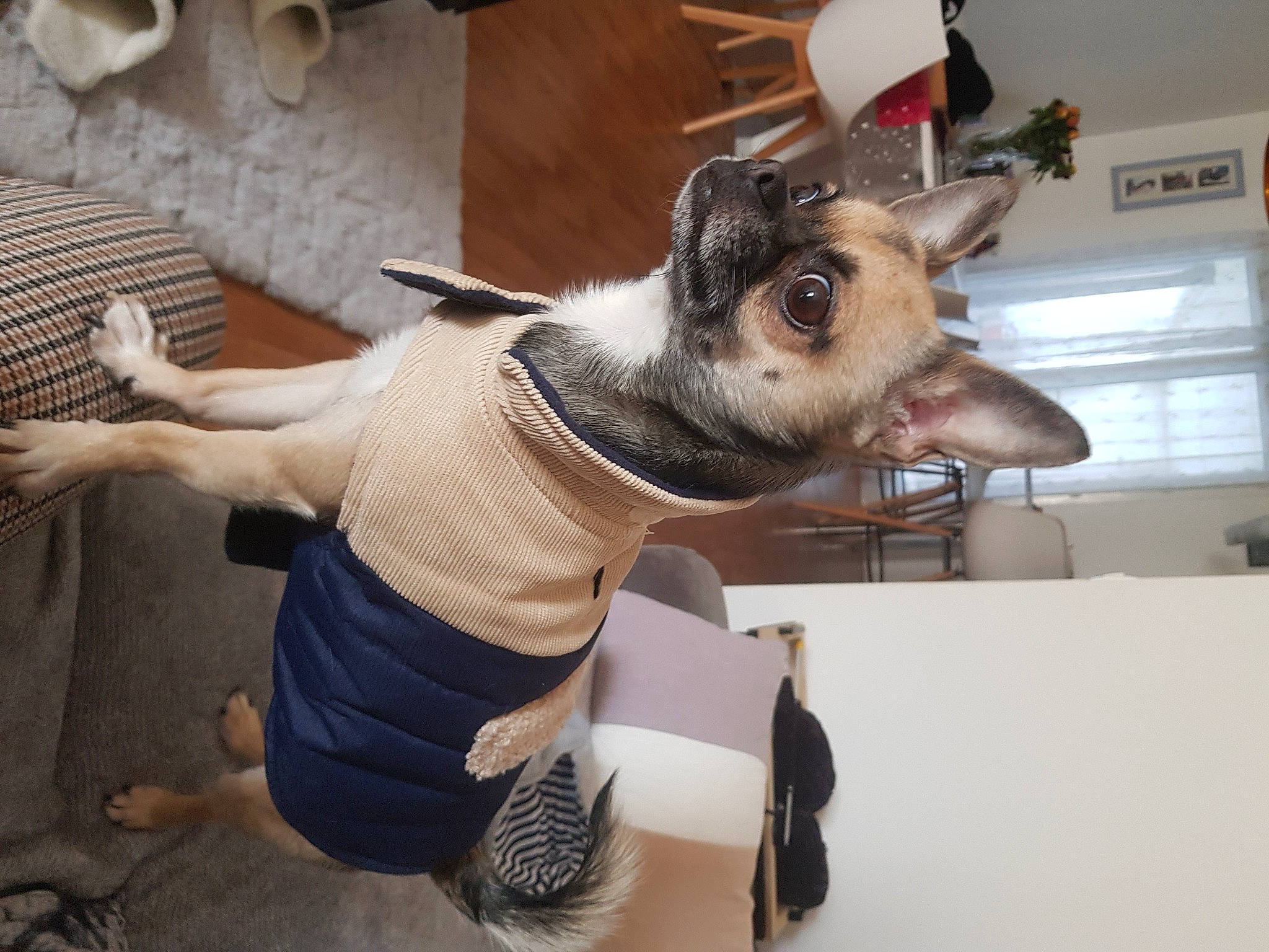 Chihuahua Pepsi participe au concours pour gagner de l'argent avec cette photo : art, canidae, fashion_accessory, fawn, felidae, flooring, fur, horn, room, small_to_medium_sized_cats, snout, tail, visual_arts, whiskers, wood, working_animal