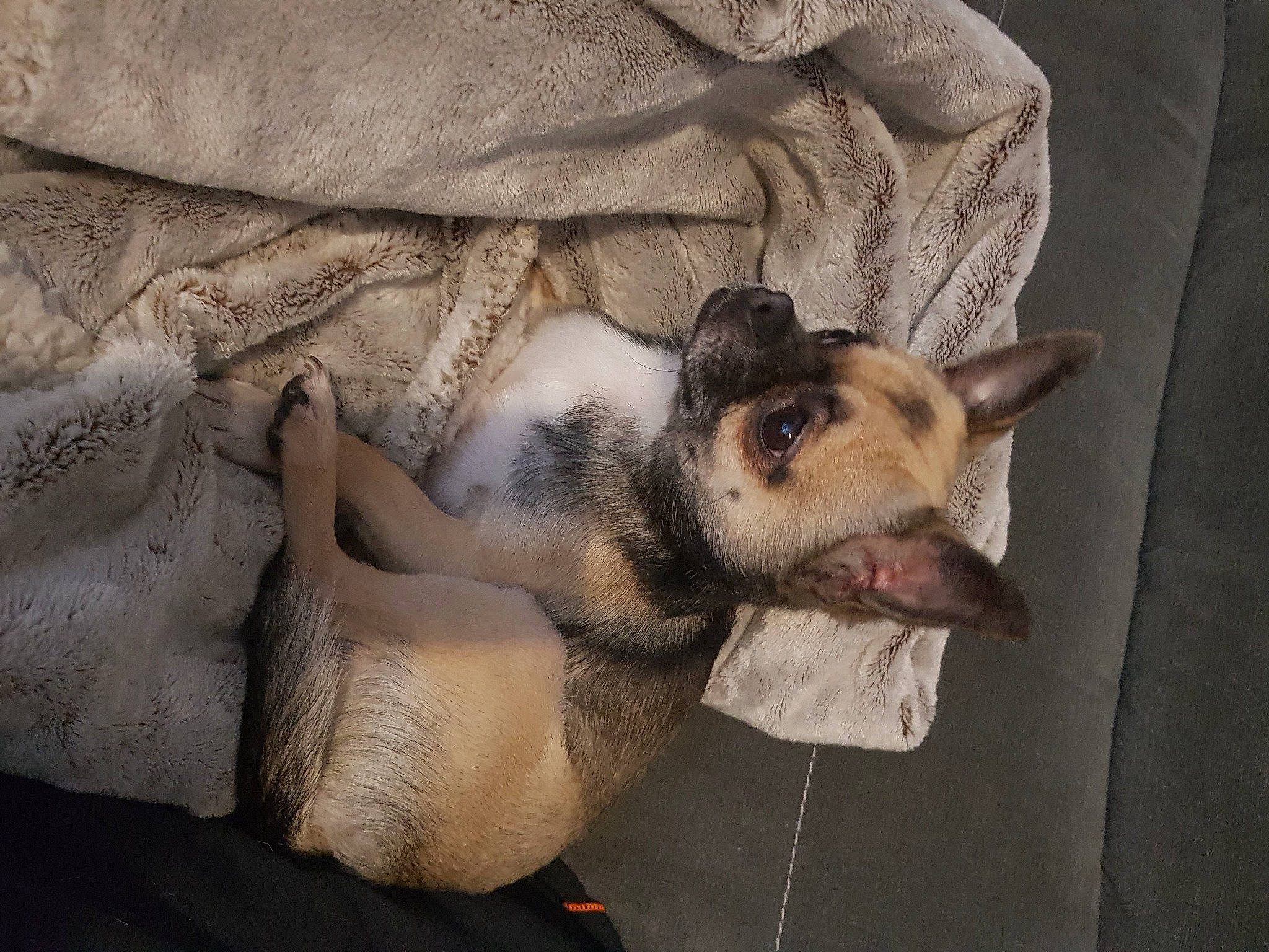 Chihuahua Pepsi a rejoint le concours — aidez-le/la à gagner de superbes lots ! bedding, carnivore, comfort, companion_dog, couch, dog, dog_breed, fawn, felidae, fur, grey, linens, nap, paw, small_to_medium_sized_cats, snout, sporting_group, tail, whiskers, wildlife