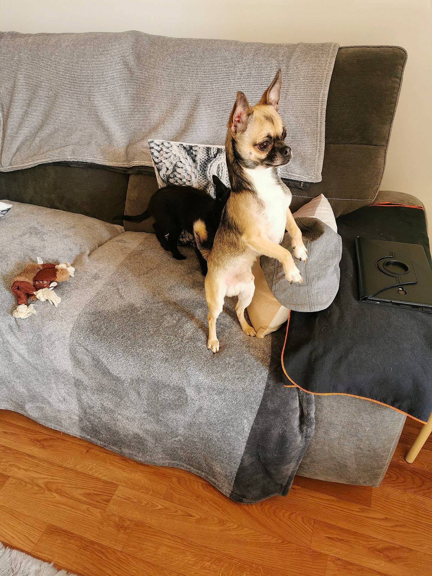 Chihuahua Pepsi participe au concours pour gagner de l'argent avec cette photo : carnivore, comfort, companion_dog, couch, dog_breed, fawn, felidae, floor, flooring, furniture, grey, hardwood, linens, living_room, pillow, small_to_medium_sized_cats, studio_couch, tail, whiskers, wood