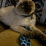 cat, kitten, siamese_cat, pet, animal, feline, blue_eyes, collar, bell, leopard_print, strap, cushion, indoor, close_up, lying_down, relaxed, fur, whiskers, pointed_ears, cozy