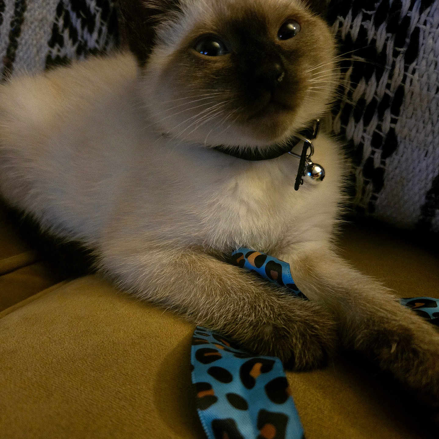 Oreo