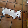 dog, white_dog, brown_spot, pet, indoor, floor, tile_floor, looking_up, curious, small_dog, animal, domestic_animal, four_legs, ears, nose, tail, standing, companion, cute, friendly