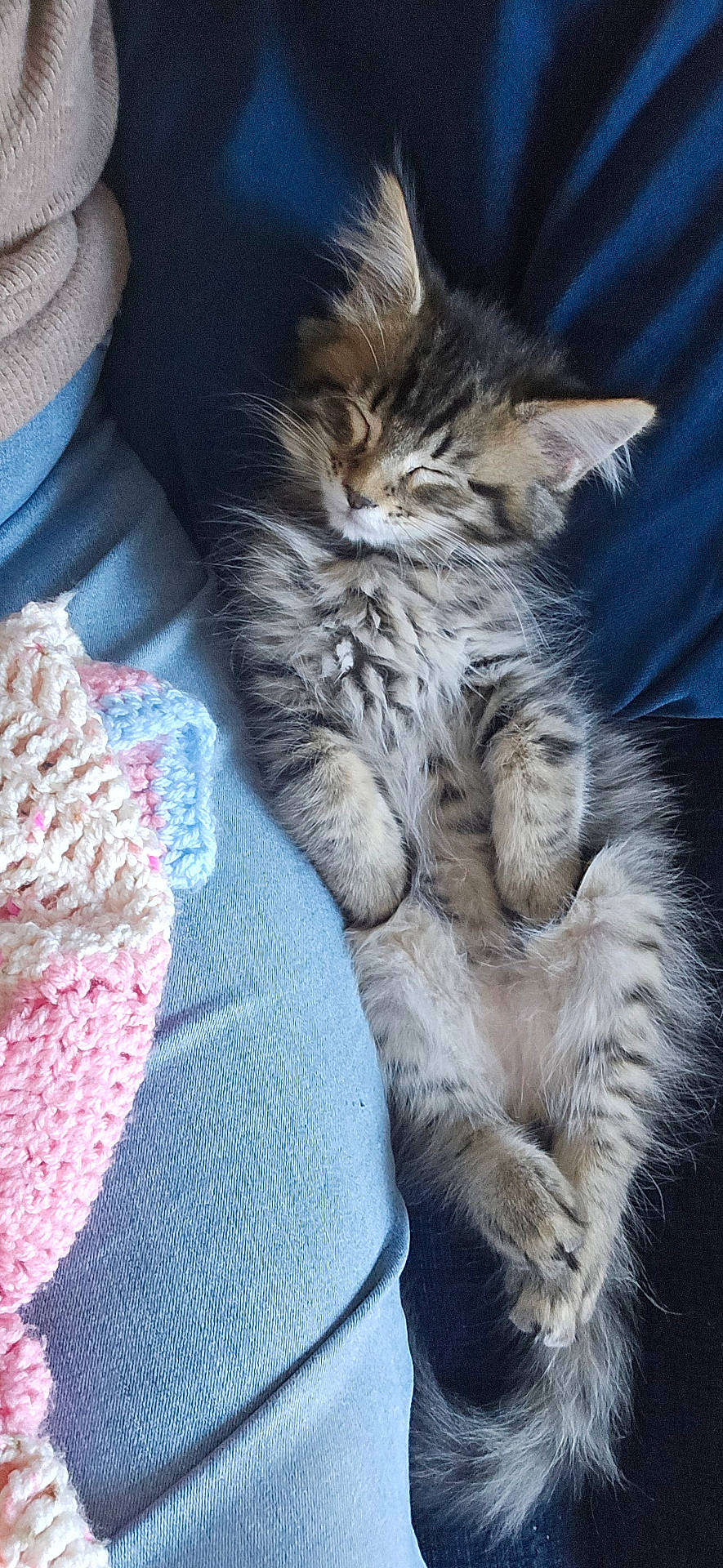 adorable, animal, blanket, cat, cozy, cushion, cute, fluffy, fur, furry, indoor, kitten, nap, paw, pet, relaxed, resting, sleeping, small, tabby