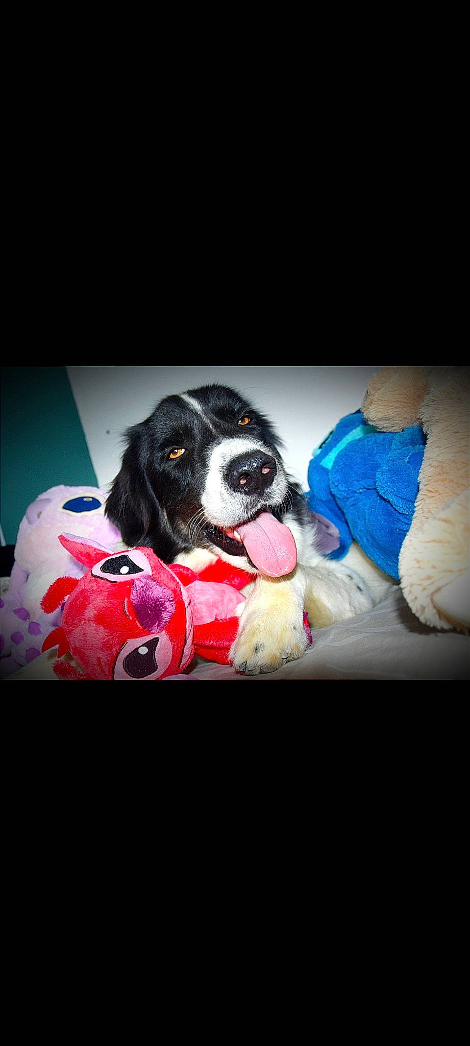 Olaf participe au concours pour gagner de l'argent avec cette photo : canidae, carmine, carnivore, companion_dog, dog, dog_breed, dog_supply, electric_blue, fur, linens, magenta, non_sporting_group, pattern, rectangle, snout, sporting_group, vertebrate, working_animal