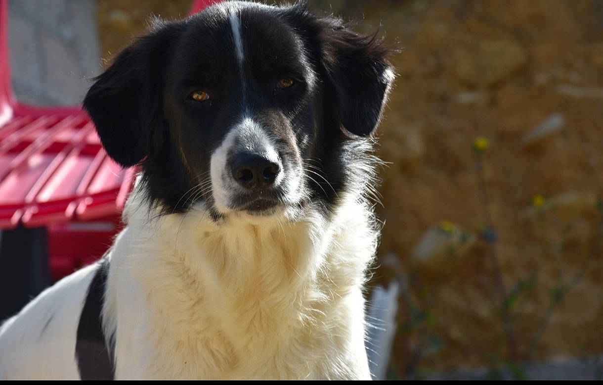 Olaf participe au concours pour gagner de l'argent avec cette photo : australian_collie, australian_shepherd, borador, border_collie, bucovina_shepherd_dog, canidae, carnivore, companion_dog, dog, dog_breed, fur, gun_dog, herding_dog, landseer, mcnab, plant, sporting_group, whiskers, working_dog