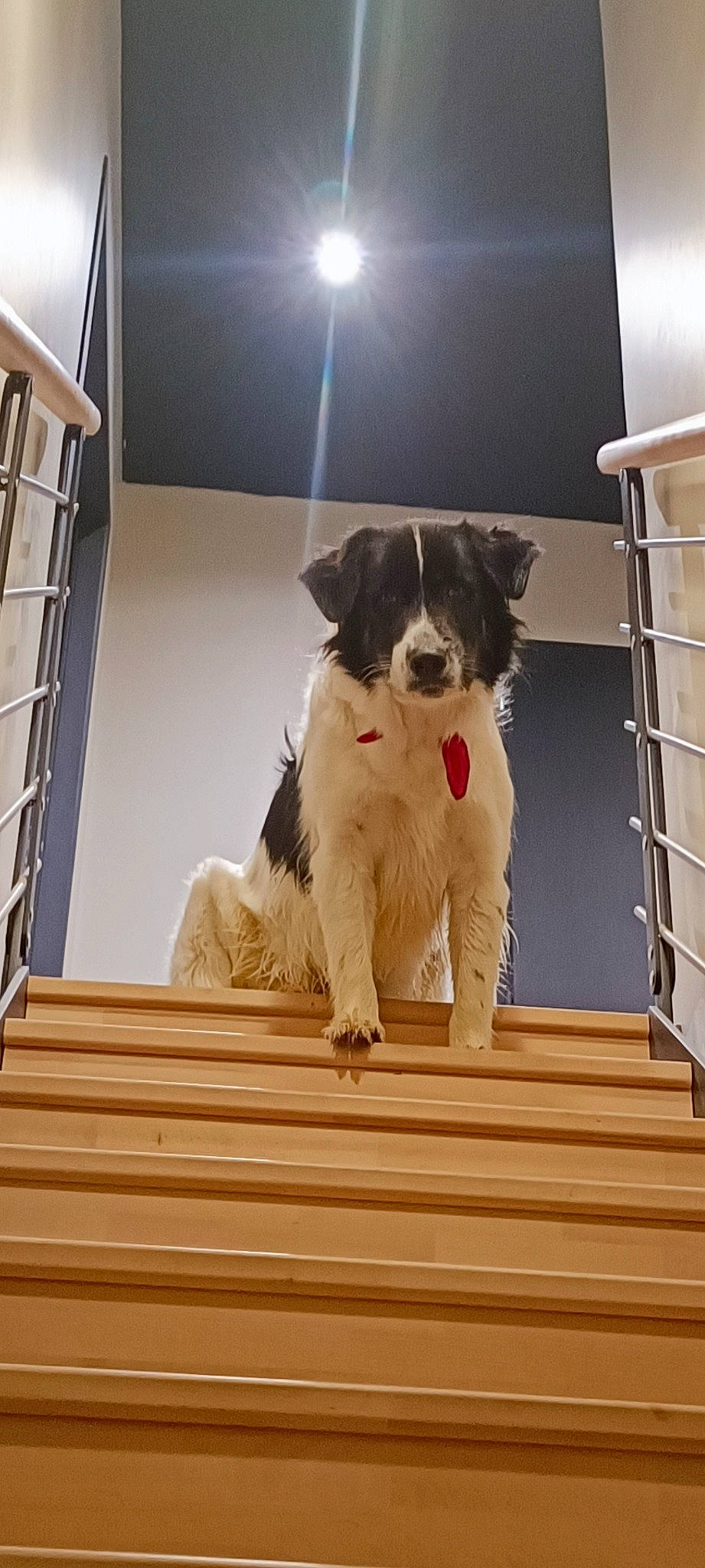 Olaf a rejoint le concours — aidez-le/la à gagner de superbes lots ! border_collie, canidae, carnivore, companion_dog, dog, dog_breed, dog_collar, flooring, fur, gun_dog, hardwood, herding_dog, landseer, puppy, snout, sporting_group, toy_dog, wood, working_animal, working_dog