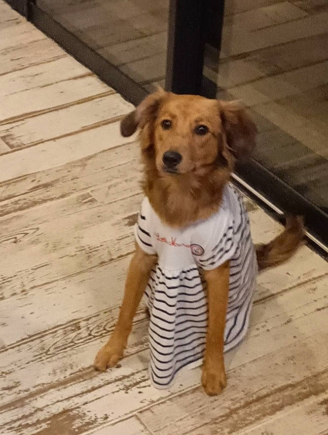 Oria participe au concours pour gagner de l'argent avec cette photo : carnivore, chair, companion_dog, dog, dog_breed, dog_clothes, dog_supply, fawn, flooring, fur, hardwood, pattern, pet_supply, plank, tail, toy_dog, whiskers, wood, wood_stain, working_animal