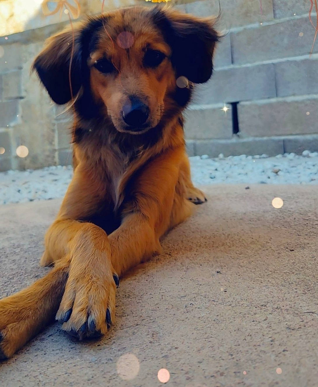 Oria a rejoint le concours — aidez-le/la à gagner de superbes lots ! ancient_dog_breeds, canidae, carnivore, companion_dog, dog, dog_breed, fawn, fur, hunting_dog, paw, plant, puppy, retriever, road_surface, sporting_group, street_dog, terrestrial_animal, whiskers, wood, working_dog