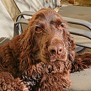 Milou a rejoint le concours — aidez-le/la à gagner de superbes lots ! animal, brown_dog, canine, chair, close_up, curly_fur, daylight, dog, ears, fluffy, furry, nose, outdoor, patio, paw, pet, portrait, relaxed, shadow, sunlight