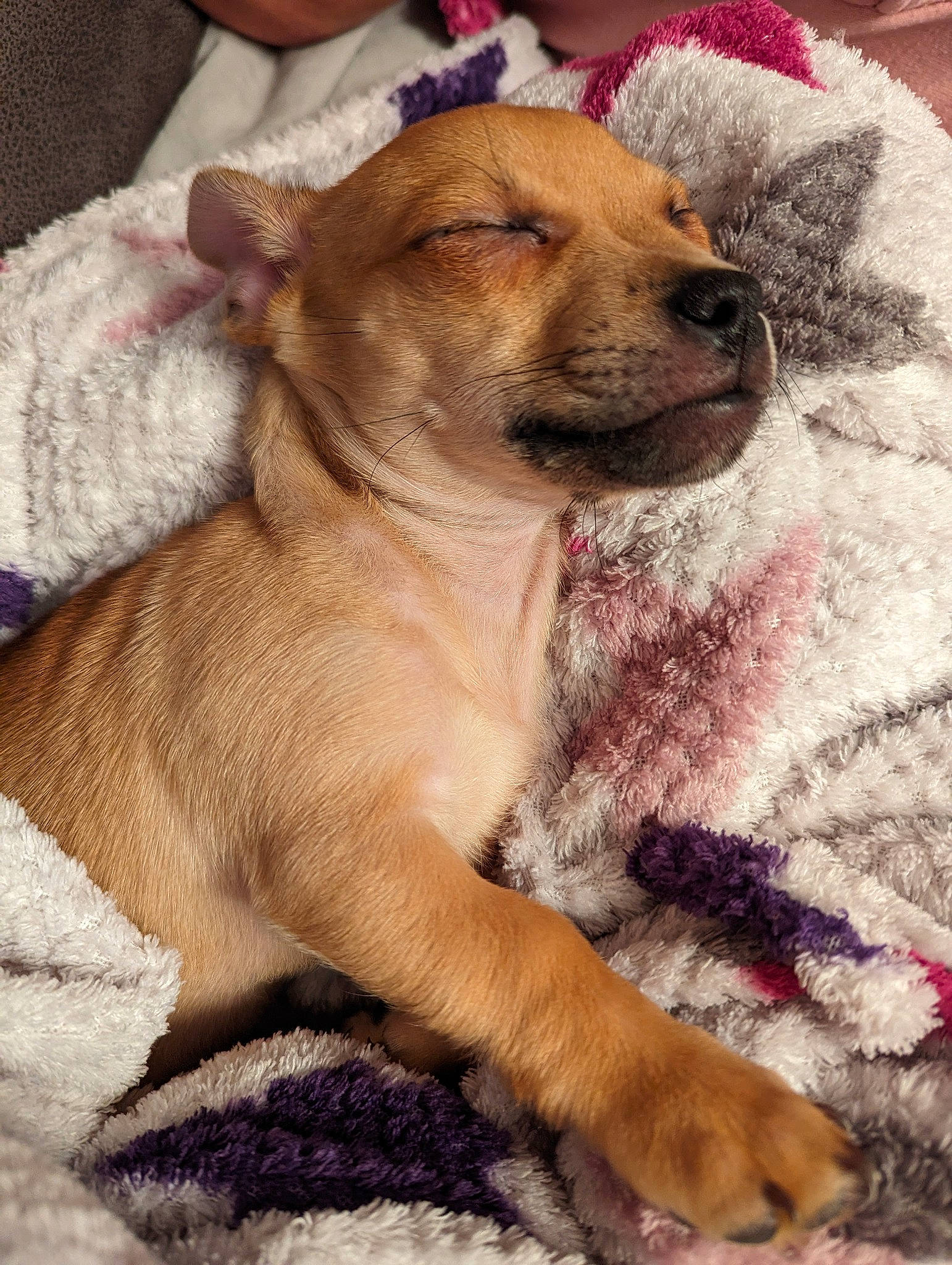 David is registered to the contest to win money with this photo: bored, canidae, carnivore, comfort, companion_dog, dog, dog_breed, fawn, fur, paw, snout, sporting_group, terrestrial_animal, whiskers, wrinkle