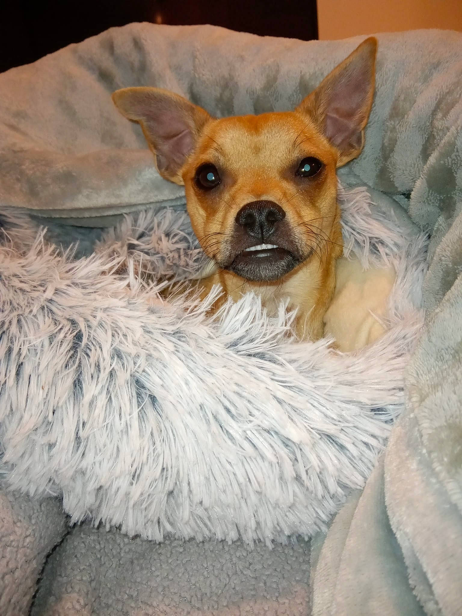 David joined the competition — help win amazing prizes! canidae, carnivore, collar, comfort, companion_dog, dog, dog_breed, dog_collar, dog_supply, fawn, fur, paw, puppy, small_terrier, snout, sporting_group, terrier, toy_dog, whiskers, working_animal