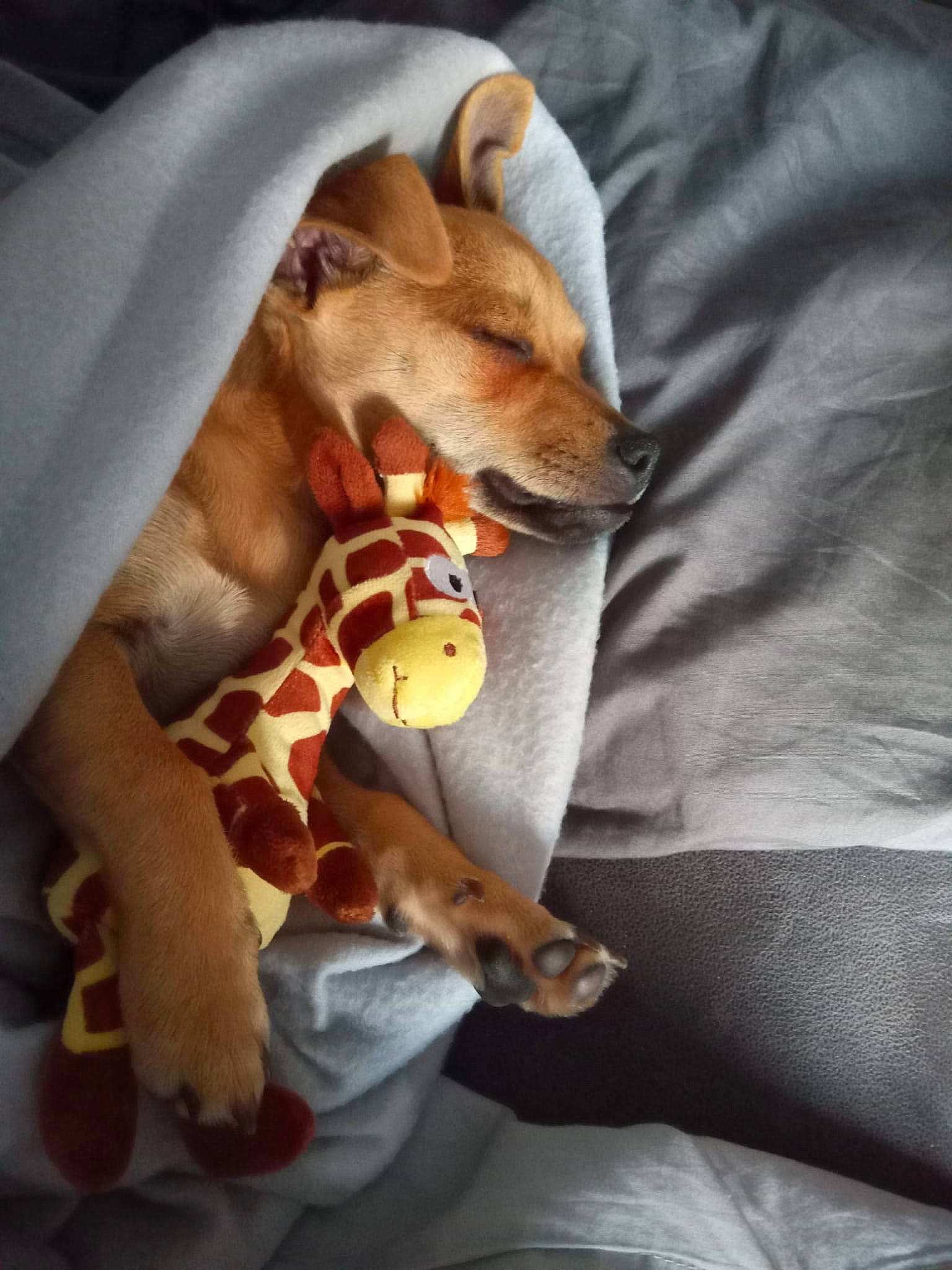 David joined the competition — help win amazing prizes! basenji, canidae, carnivore, chihuahua, comfort, companion_dog, dog, dog_bed, dog_breed, dog_supply, fawn, linens, paw, plush, snout, sporting_group, stuffed_toy, toy, toy_dog, working_animal