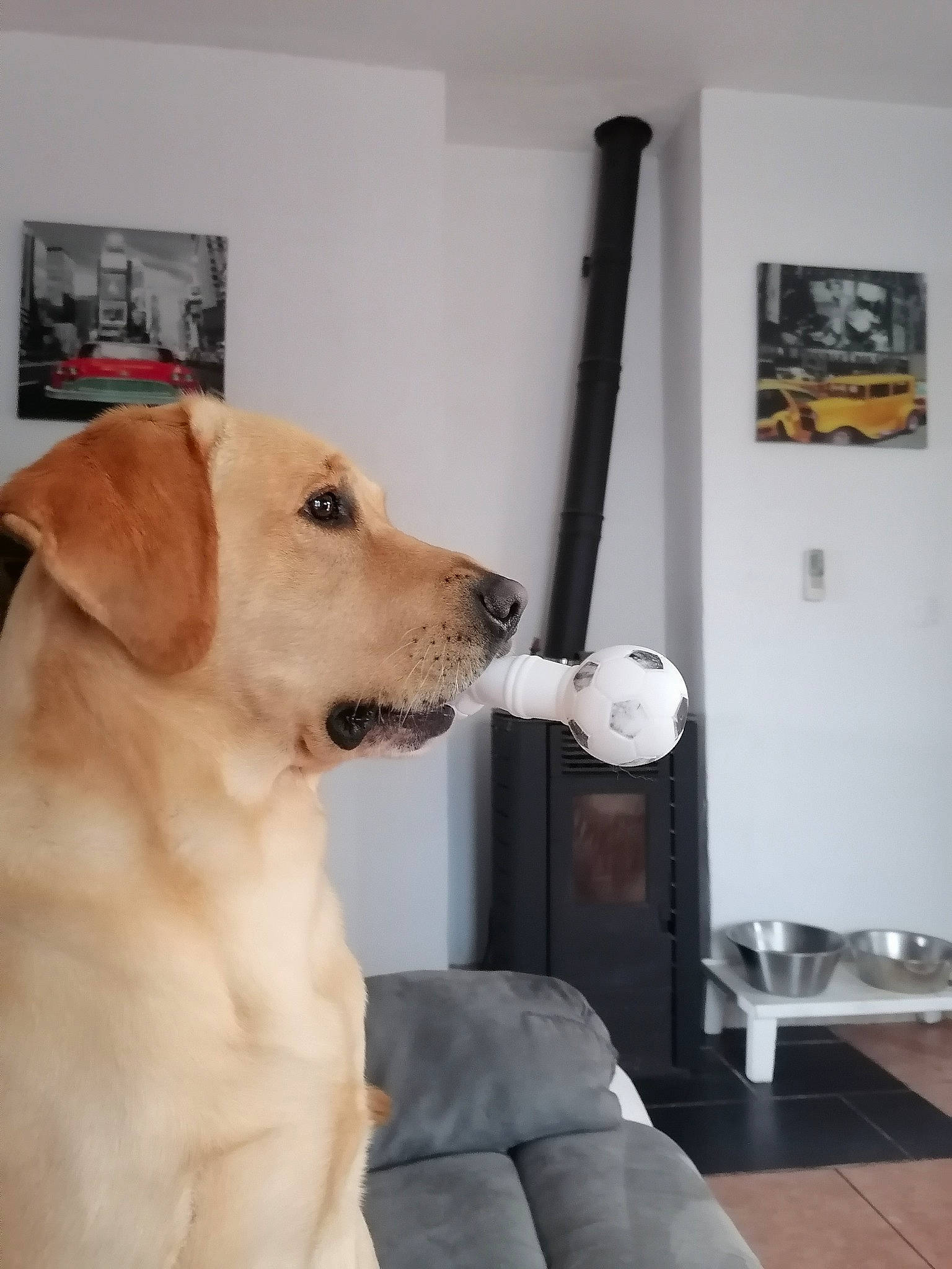 Pacco participe au concours pour gagner de l'argent avec cette photo : carnivore, chair, collar, companion_dog, couch, dog, dog_breed, dog_collar, fawn, floor, flooring, fur, picture_frame, retriever, sporting_group, stairs, tail, whiskers, wood, working_animal