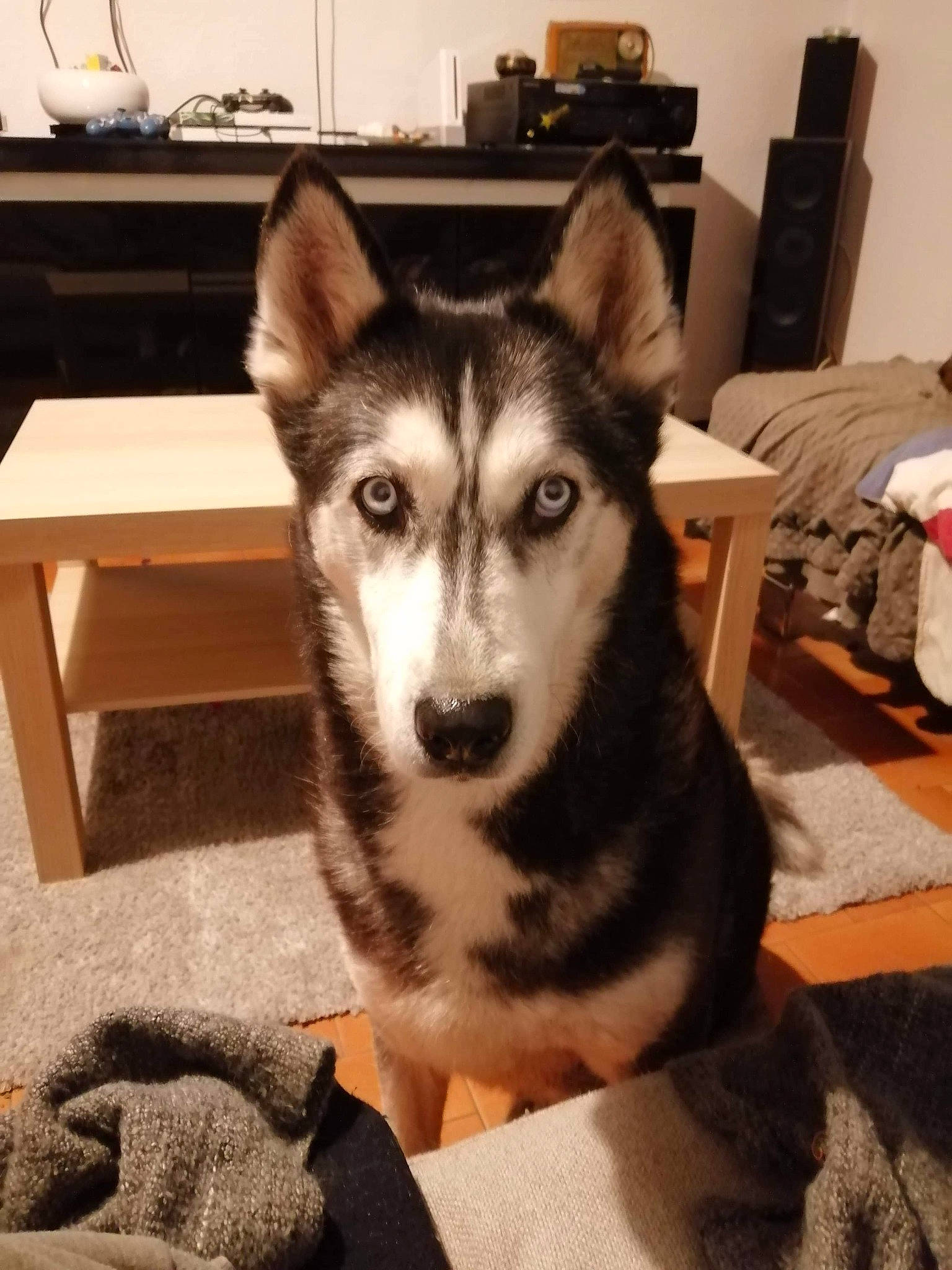 Angie participe au concours pour gagner de l'argent avec cette photo : alaskan_malamute, canidae, carnivore, dog, dog_breed, east_siberian_laika, labrador_husky, mammal, native_american_indian_dog, northern_inuit_dog, saarloos_wolfdog, sakhalin_husky, seppala_siberian_sleddog, siberian_husky, sled_dog, snout, tamaskan_dog, vertebrate, wolfdog, working_dog