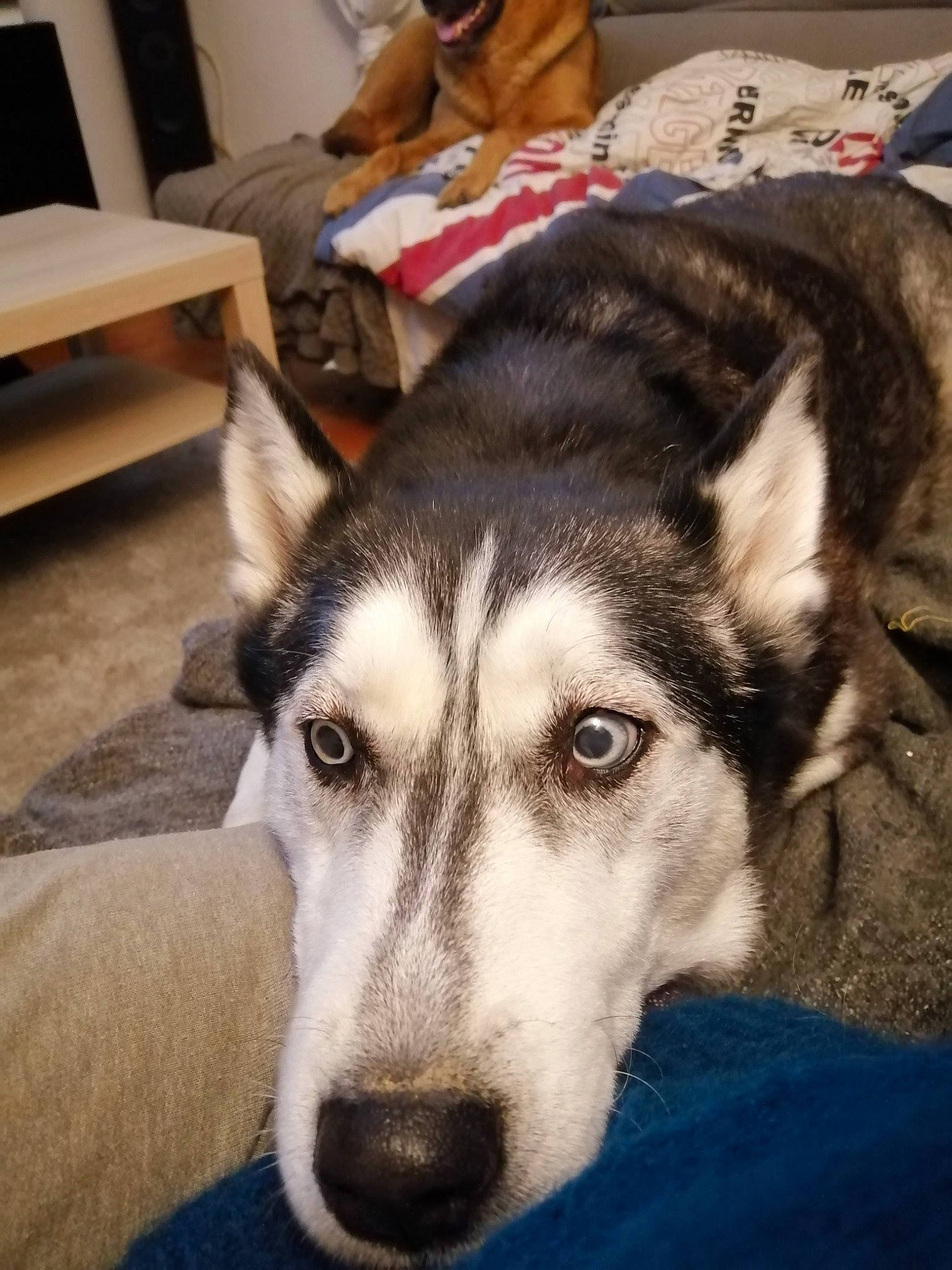 Angie a rejoint le concours — aidez-le/la à gagner de superbes lots ! alaskan_malamute, canadian_eskimo_dog, canidae, carnivore, dog, dog_breed, jamthund, labrador_husky, mammal, native_american_indian_dog, northern_inuit_dog, nose, sakhalin_husky, seppala_siberian_sleddog, siberian_husky, sled_dog, snout, tamaskan_dog, vertebrate, wolfdog