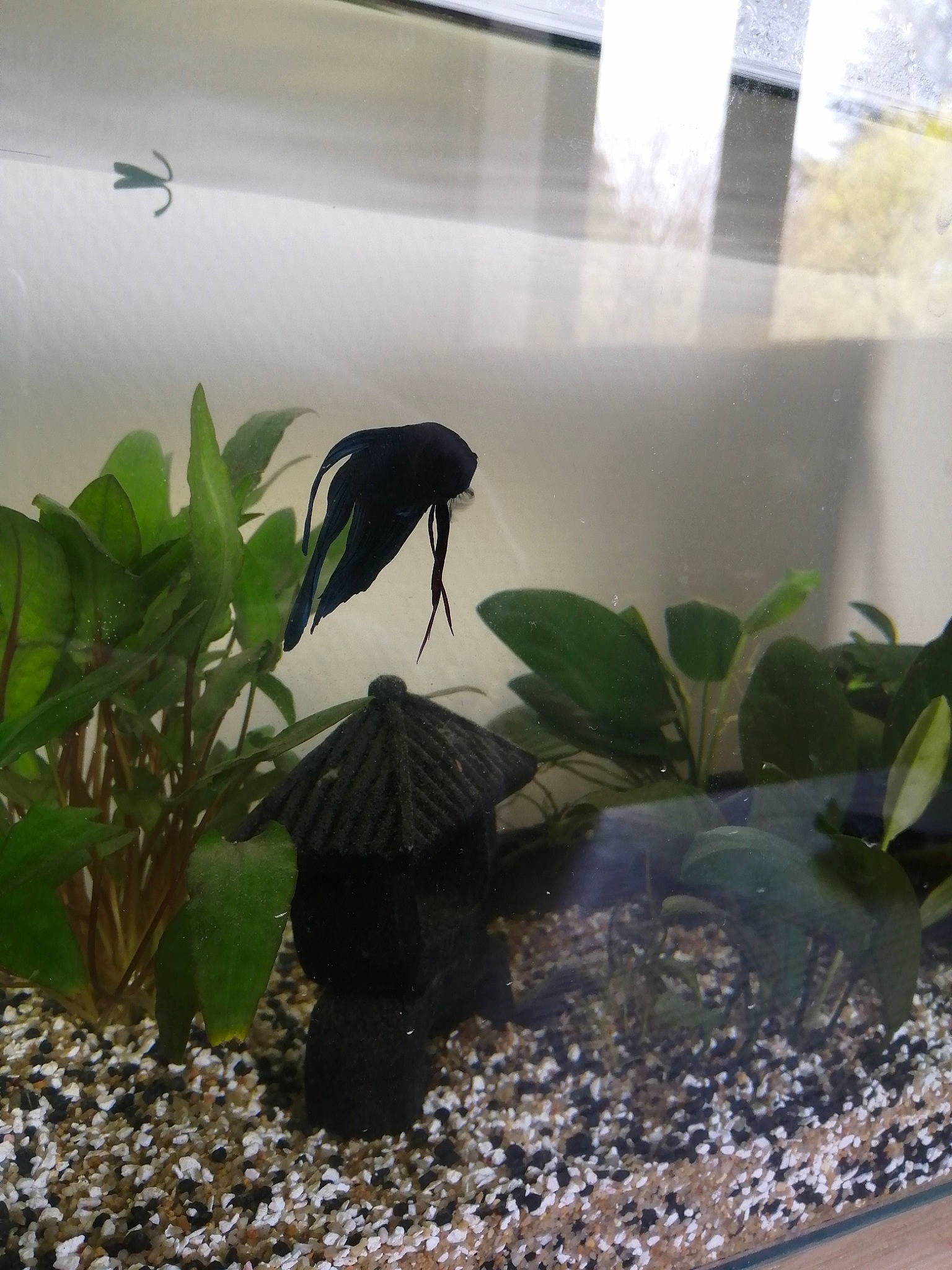 Basmati participe au concours pour gagner de l'argent avec cette photo : aquarium, aquarium_decor, aquatic_plant, botany, fish, freshwater_aquarium, herb, houseplant, organism, plant