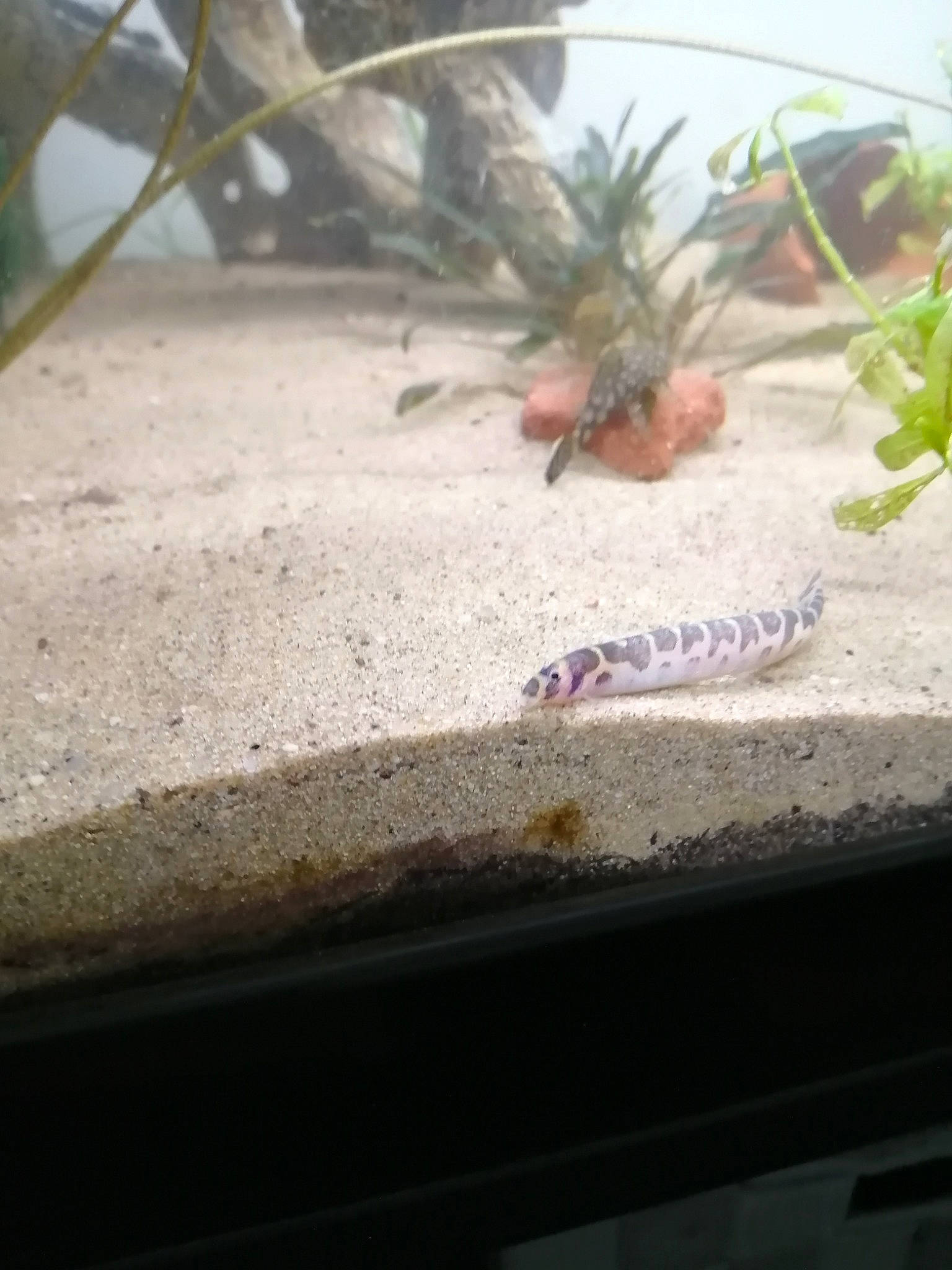 Lili Lulu Lala participe au concours pour gagner de l'argent avec cette photo : amphibian, axolotl, newt, salamander