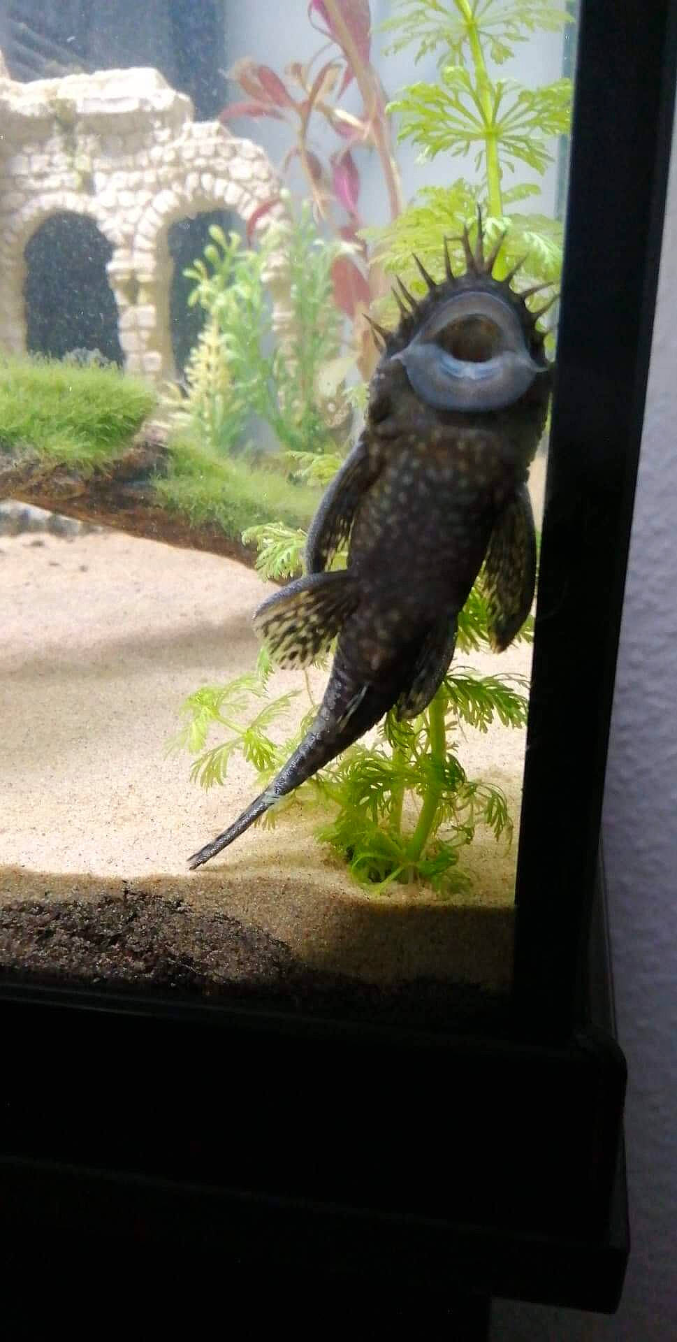 Dyson a rejoint le concours — aidez-le/la à gagner de superbes lots ! beak, bird, plant, tail, wildlife