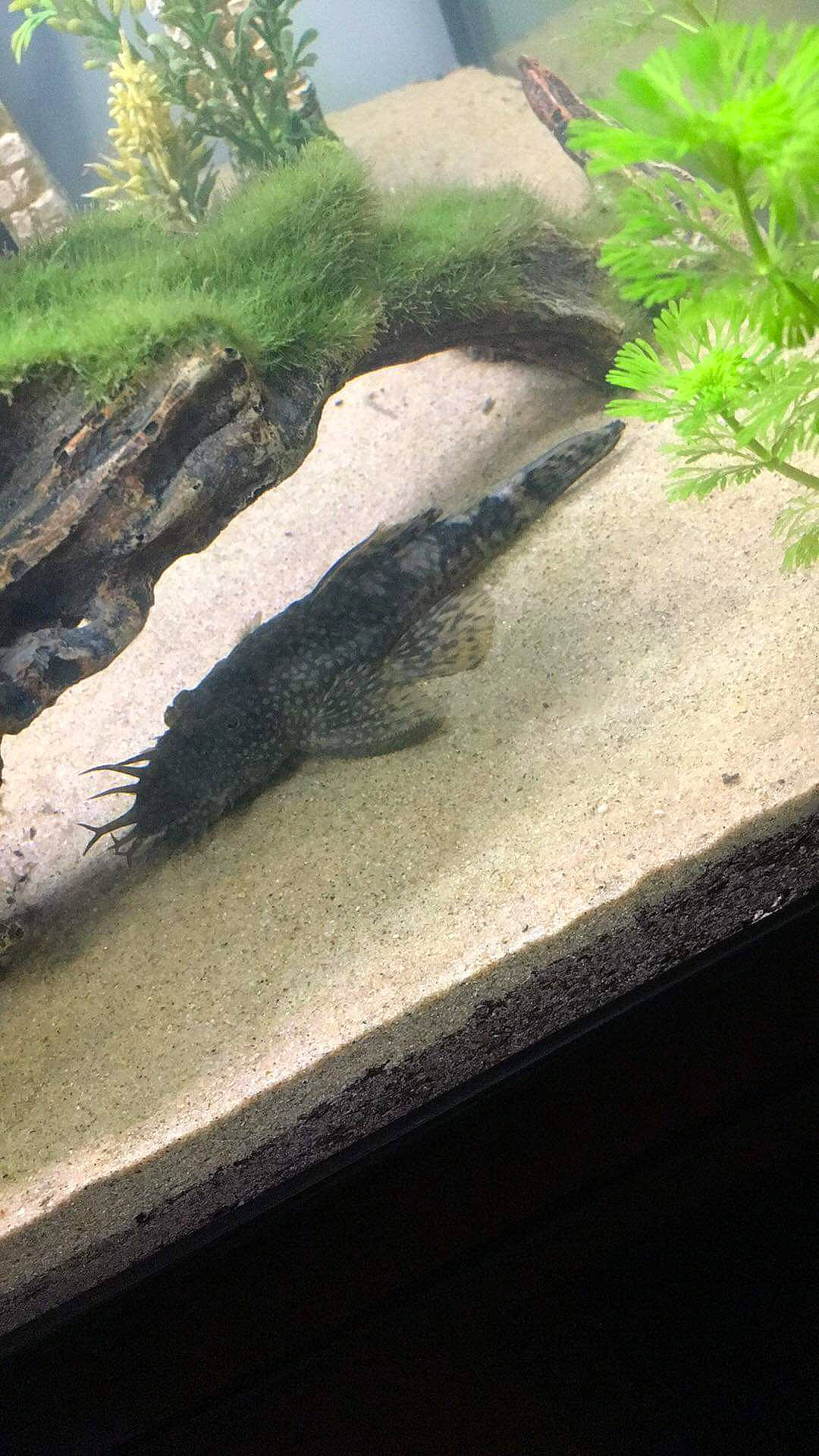 Dyson participe au concours pour gagner de l'argent avec cette photo : botany, geology, grass, landscape, plant, rock, shadow, soil, tree, wood, zoo