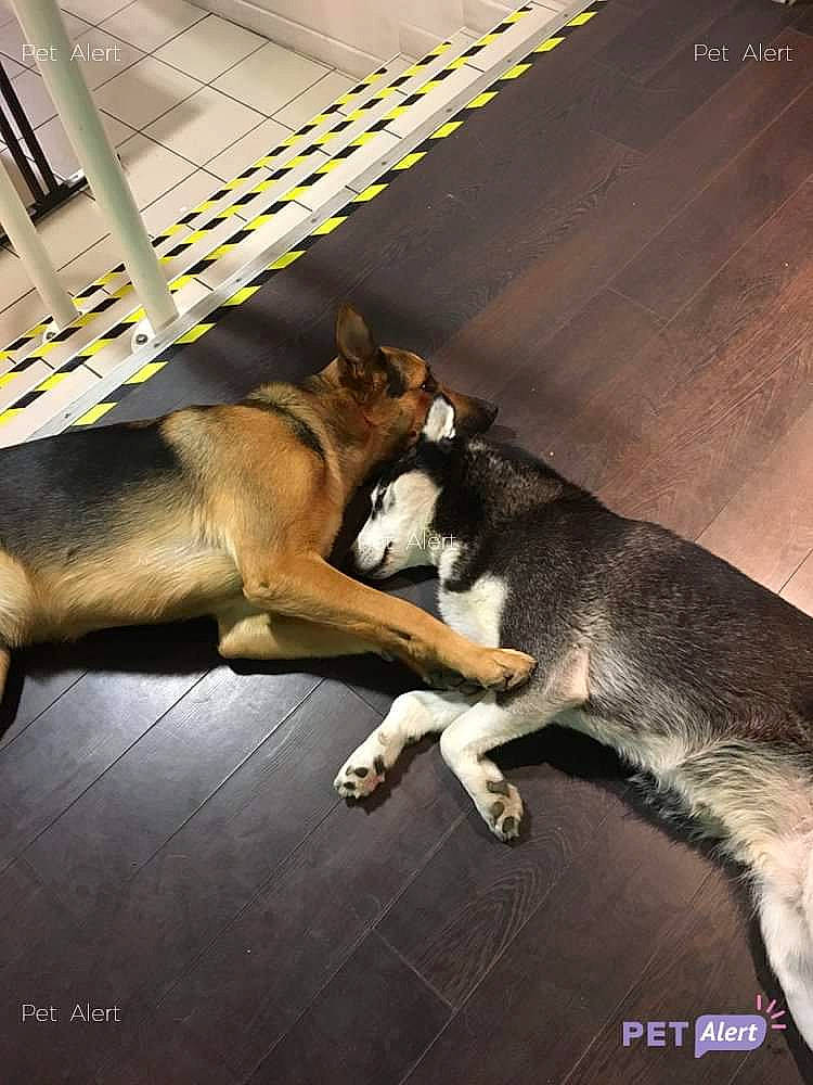 Lucky participe au concours pour gagner de l'argent avec cette photo : canidae, carnivore, czechoslovakian_wolfdog, dog, dog_breed, german_shepherd_dog, police_dog, siberian_husky, snout, sporting_group, street_dog, tail, wolfdog