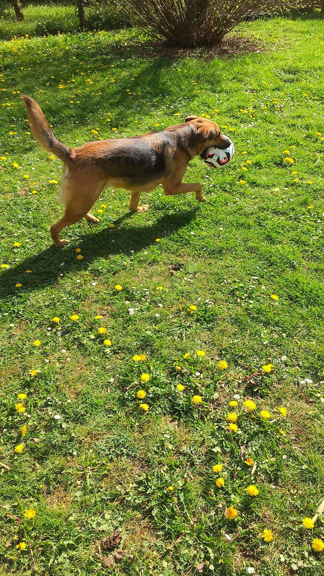Lucky participe au concours pour gagner de l'argent avec cette photo : canidae, carnivore, dog, dog_breed, grass, hunting_dog, mammal, plant, segugio_italiano, sporting_group, styrian_coarse_haired_hound, tail, vertebrate