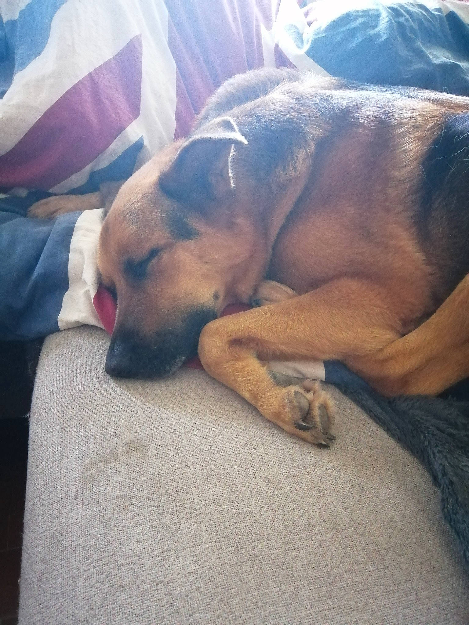 Lucky a rejoint le concours — aidez-le/la à gagner de superbes lots ! black_mouth_cur, canidae, carnivore, dog, dog_breed, fawn, nap, nose, potcake_dog, puppy, rhodesian_ridgeback, sleep, snout, street_dog