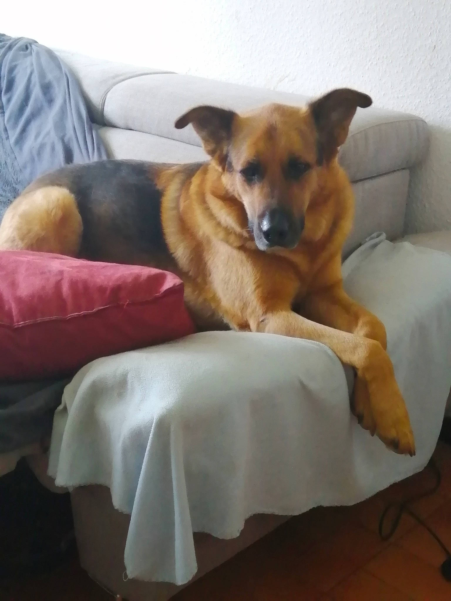 Lucky participe au concours pour gagner de l'argent avec cette photo : bed, canidae, carnivore, comfort, companion_dog, couch, dog, dog_breed, fawn, furniture, mammal, potcake_dog, puppy