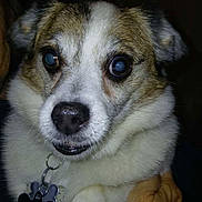 Spunky is registered to the contest to win money with this photo: dog, animal, pet, close_up, flash, collar, tag, fur, white, brown, ears, face, eyes, hand, holding, domestic_animal, portrait, indoor, cute, companion