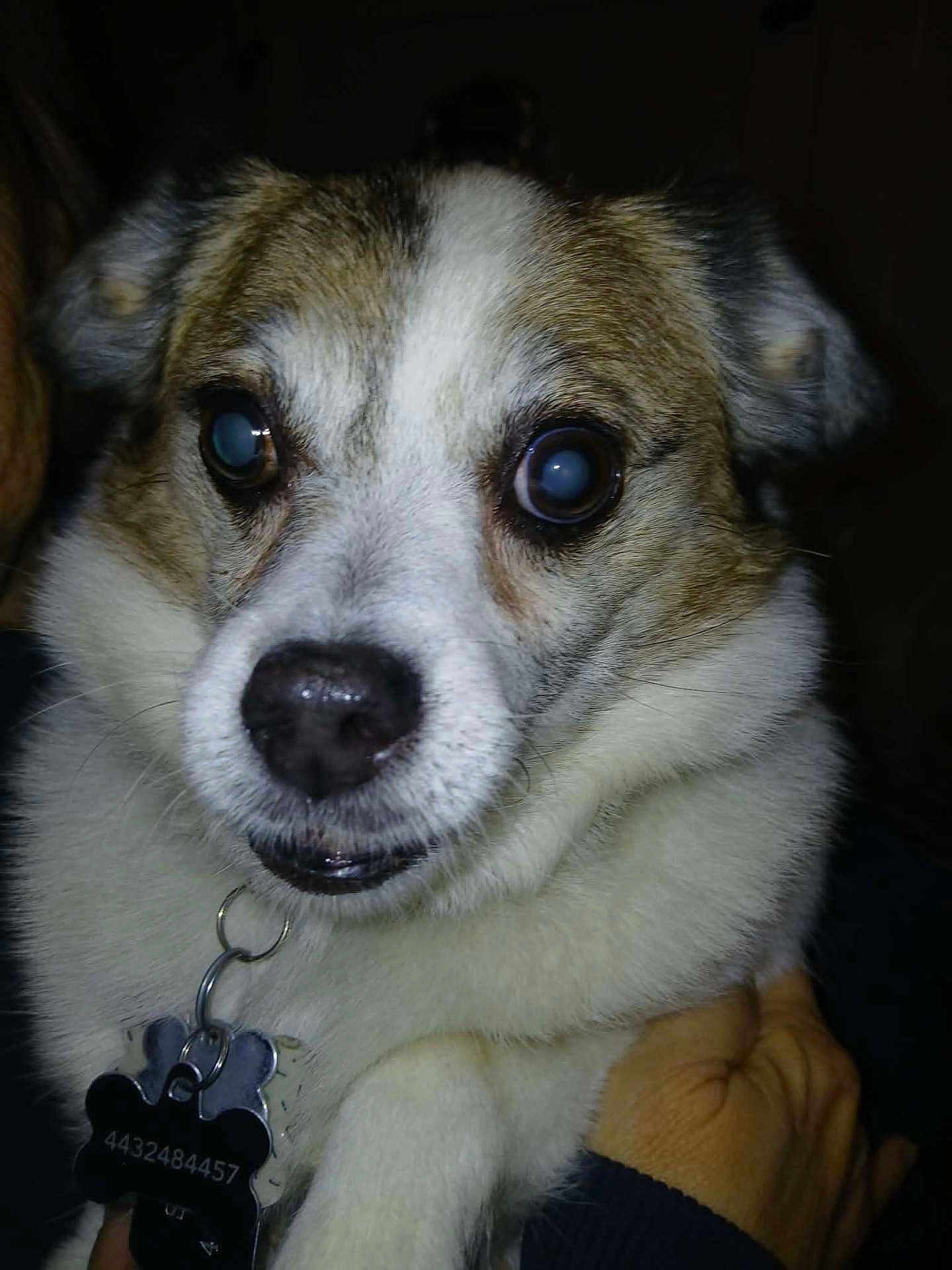 Spunky is registered to the contest to win money with this photo: dog, animal, pet, close_up, flash, collar, tag, fur, white, brown, ears, face, eyes, hand, holding, domestic_animal, portrait, indoor, cute, companion