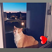 Maya participe au concours pour gagner de l'argent avec cette photo : cat, feline, pet, orange_cat, white_fur, window, balcony, cityscape, sunset, twilight, streetlight, car, railing, heart_sticker, indoor, portrait, whiskers, ears, curious, reflection