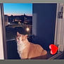 cat, feline, pet, orange_cat, white_fur, window, balcony, cityscape, sunset, twilight, streetlight, car, railing, heart_sticker, indoor, portrait, whiskers, ears, curious, reflection