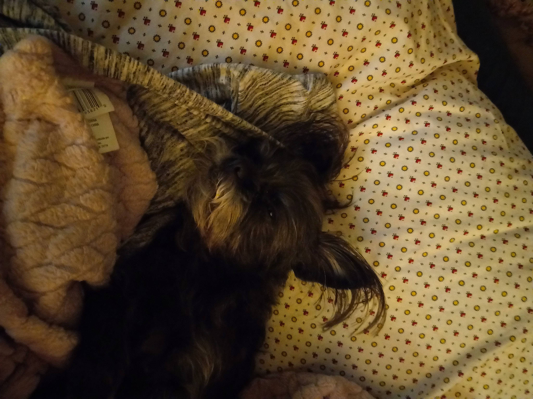 Baby joined the competition — help win amazing prizes! bedding, carnivore, comfort, companion_dog, couch, dog, dog_breed, fawn, felidae, flooring, fur, linens, liver, small_to_medium_sized_cats, sporting_group, tail, toy_dog, whiskers, wood, working_animal