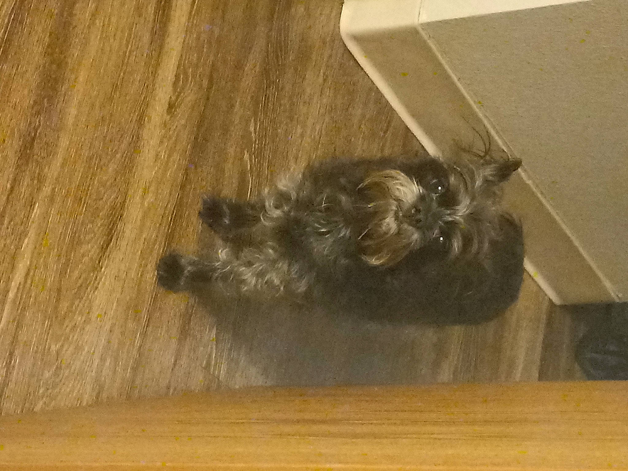 Baby joined the competition — help win amazing prizes! brown, carnivore, cat, companion_dog, dog_breed, fawn, felidae, floor, flooring, hardwood, laminate_flooring, liver, small_to_medium_sized_cats, snout, sporting_group, tail, whiskers, wood, wood_flooring, wood_stain