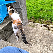 Caramelle a rejoint le concours — aidez-le/la à gagner de superbes lots ! animal, blue_chair, calico_cat, candid, casual, cat, concrete_steps, daylight, denim, garden, grass, greenery, knee, nature, outdoor, pet, potted_plant, side_view, stone, walking
