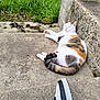 Caramelle participe au concours pour gagner de l'argent avec cette photo : animal, calico_cat, casual, cat, concrete, daylight, footwear, grass, greenery, nature, outdoor, peaceful, pet, quiet, relaxing, resting, shoe, sleeping, sneaker, steps