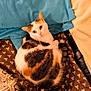 Caramelle participe au concours pour gagner de l'argent avec cette photo : animal, bed, blanket, calico, cat, cozy, curious, cute, domestic, ears, feline, fur, indoor, patterned, pet, pillow, resting, sleepy, soft, whiskers