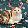 cat, calico_cat, animal, pet, feline, resting, blanket, holiday_theme, gingerbread_man, candy_cane, christmas, festive, patterned_blanket, cute, whiskers, ears, tail, fur, indoor, cozy