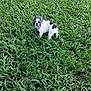 dog, french_bulldog, puppy, grass, outdoor, greenery, pet, animal, curious, nature, young_dog, canine, field, small_dog, ears, looking, standing, fur, black_and_white, collar