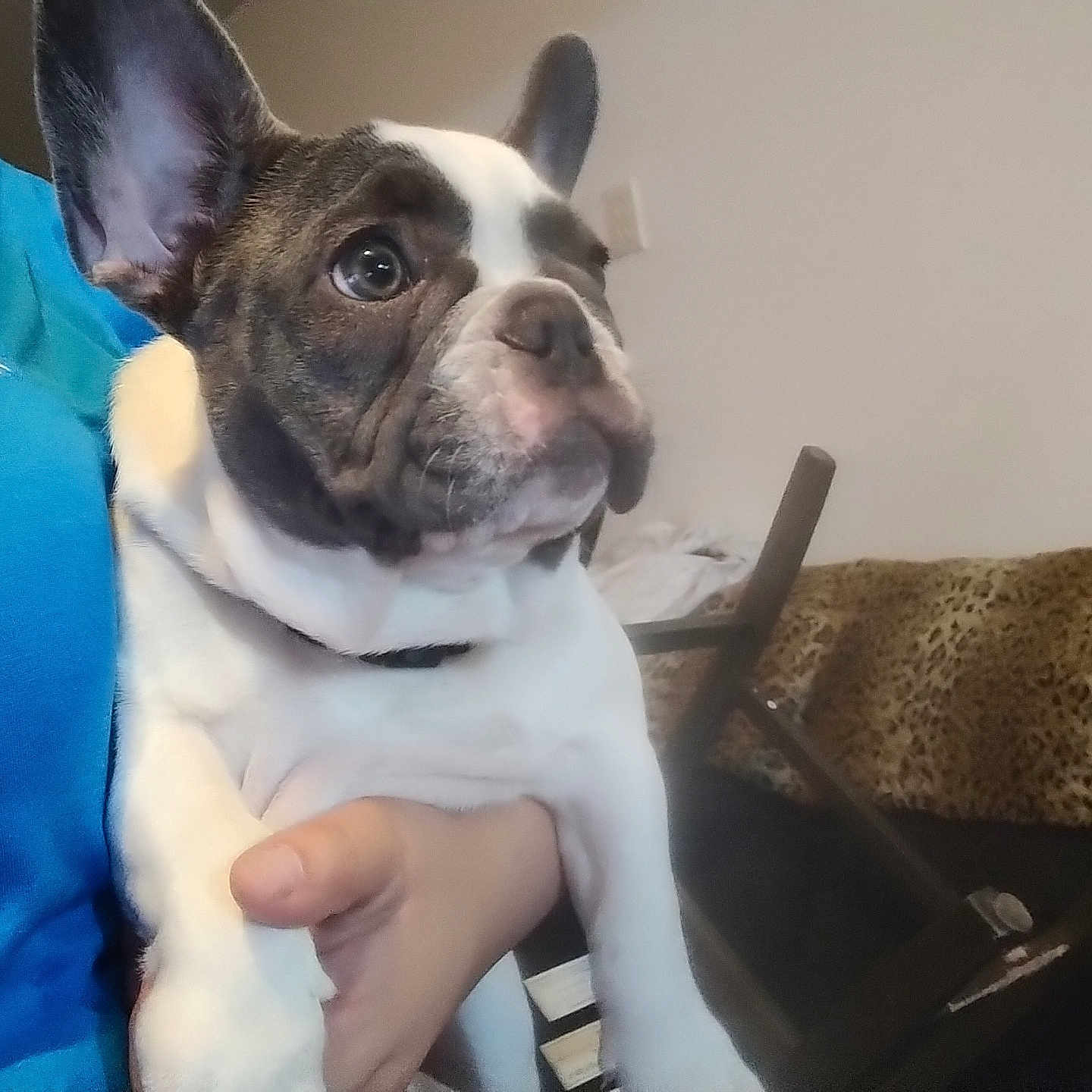 Nala joined the competition — help win amazing prizes! alert, animal, blanket, blue_shirt, close_up, companionship, curious, cute, dog, domestic, ears, french_bulldog, furniture, hand, holding, indoor, leopard_print, person, pet, small_dog