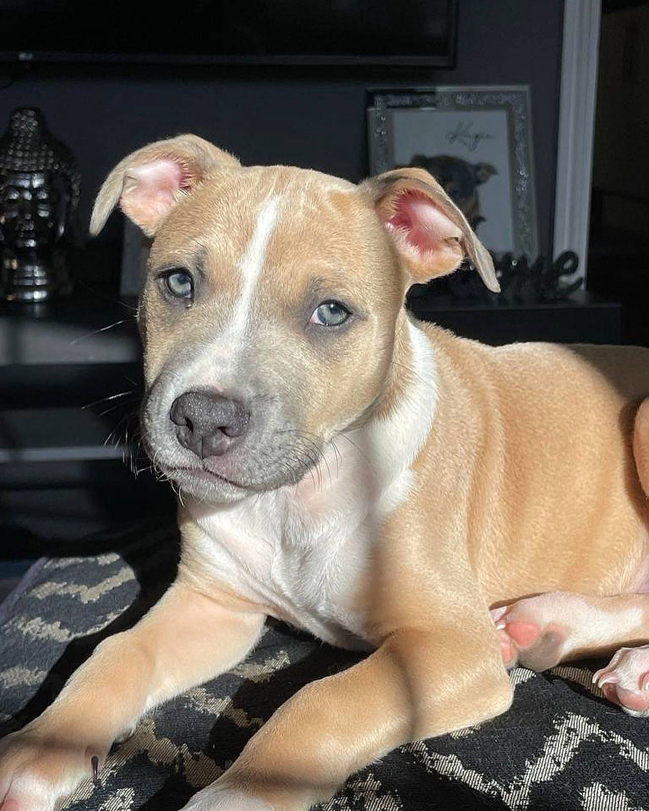 Sonny joined the competition — help win amazing prizes! canidae, carnivore, collar, companion_dog, dog, dog_breed, dog_clothes, dog_collar, dog_supply, ear, eye, fawn, fur, pet_supply, puppy, snout, sporting_group, terrestrial_animal, whiskers, working_animal