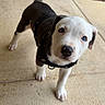 puppy, dog, black_and_white, harness, outdoor, patio, concrete, standing, looking_at_camera, wide_eyes, floppy_ears, short_fur, white_face, black_fur, paws, tail, pet, animal, portrait, greenery