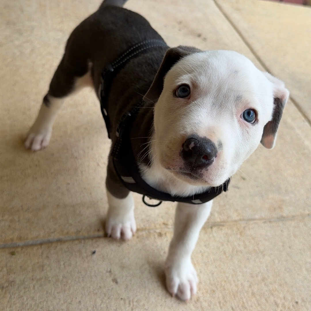 Hulk joined the competition — help win amazing prizes! puppy, dog, black_and_white, harness, outdoor, patio, concrete, standing, looking_at_camera, wide_eyes, floppy_ears, short_fur, white_face, black_fur, paws, tail, pet, animal, portrait, greenery