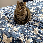 Rogue participe au concours pour gagner de l'argent avec cette photo : cat, tabby, bed, bedspread, blue, white, patterned, indoor, pet, feline, fur, animal, cozy, resting, domestic, curtains, sleepy, cute, mammal, comfort